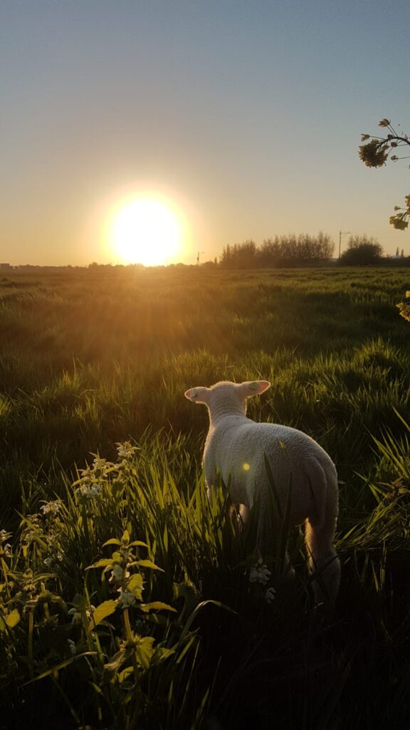 sunset in bodegraven